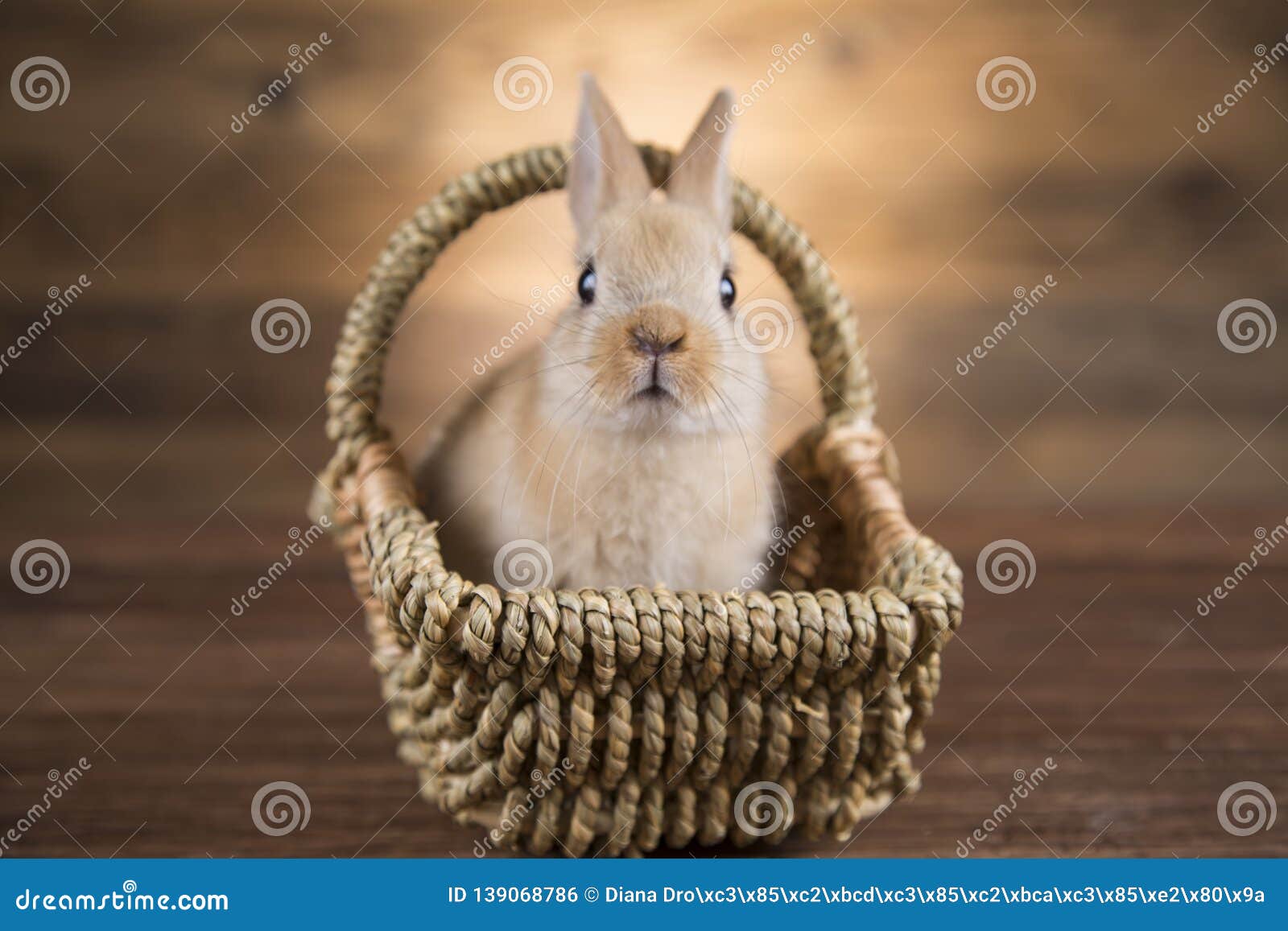 Easter rabbit in a basket. stock photo. Image of eggshell 139068786