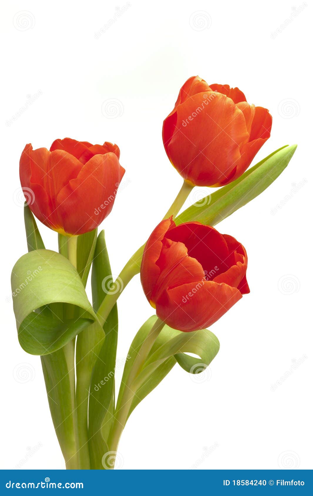 easter tulip bunch