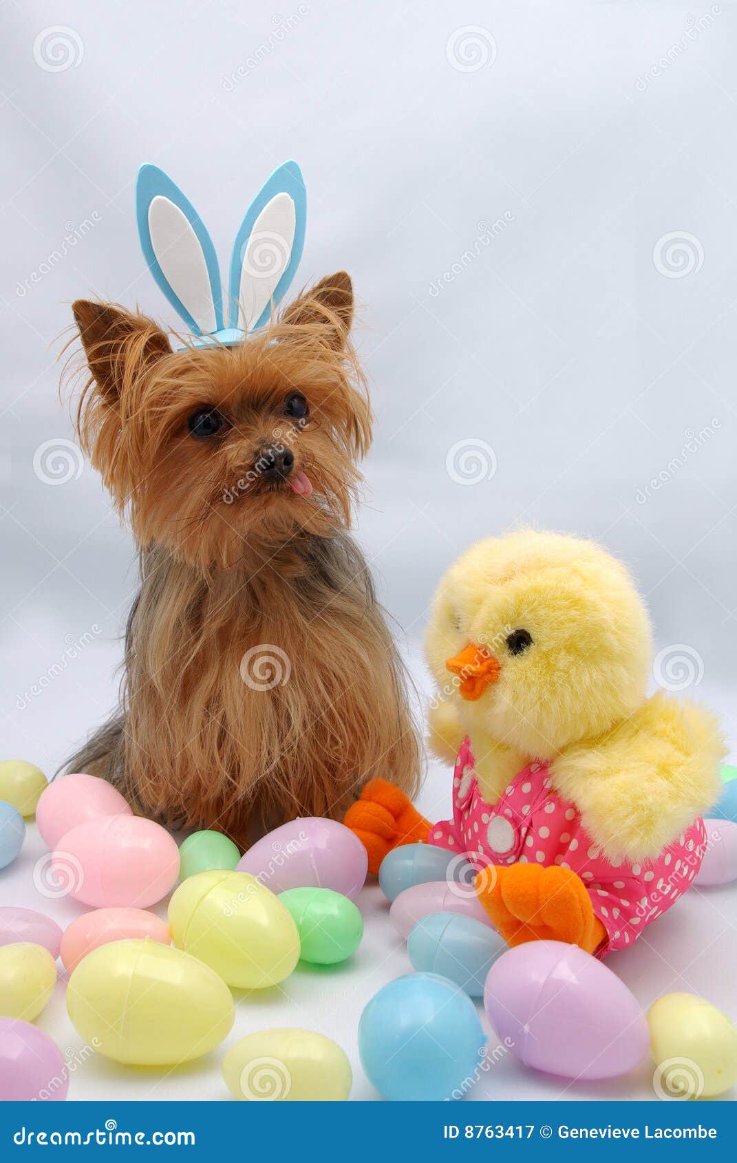 Easter Yorkshire Terrier Dog Stock Image Image of eggs, yorkie 8763417