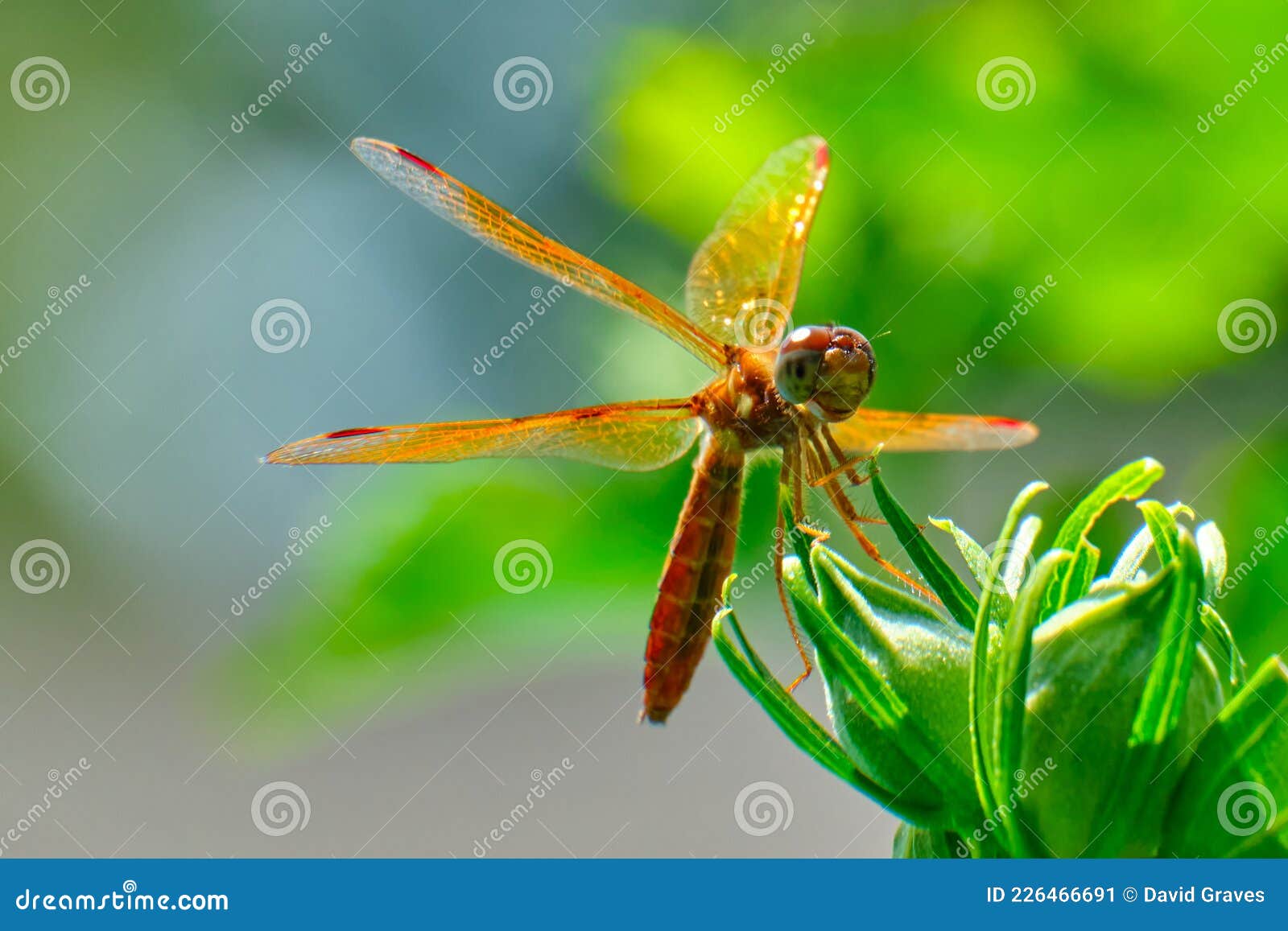 eastern amberwing dragonfly (perithemis tenera)