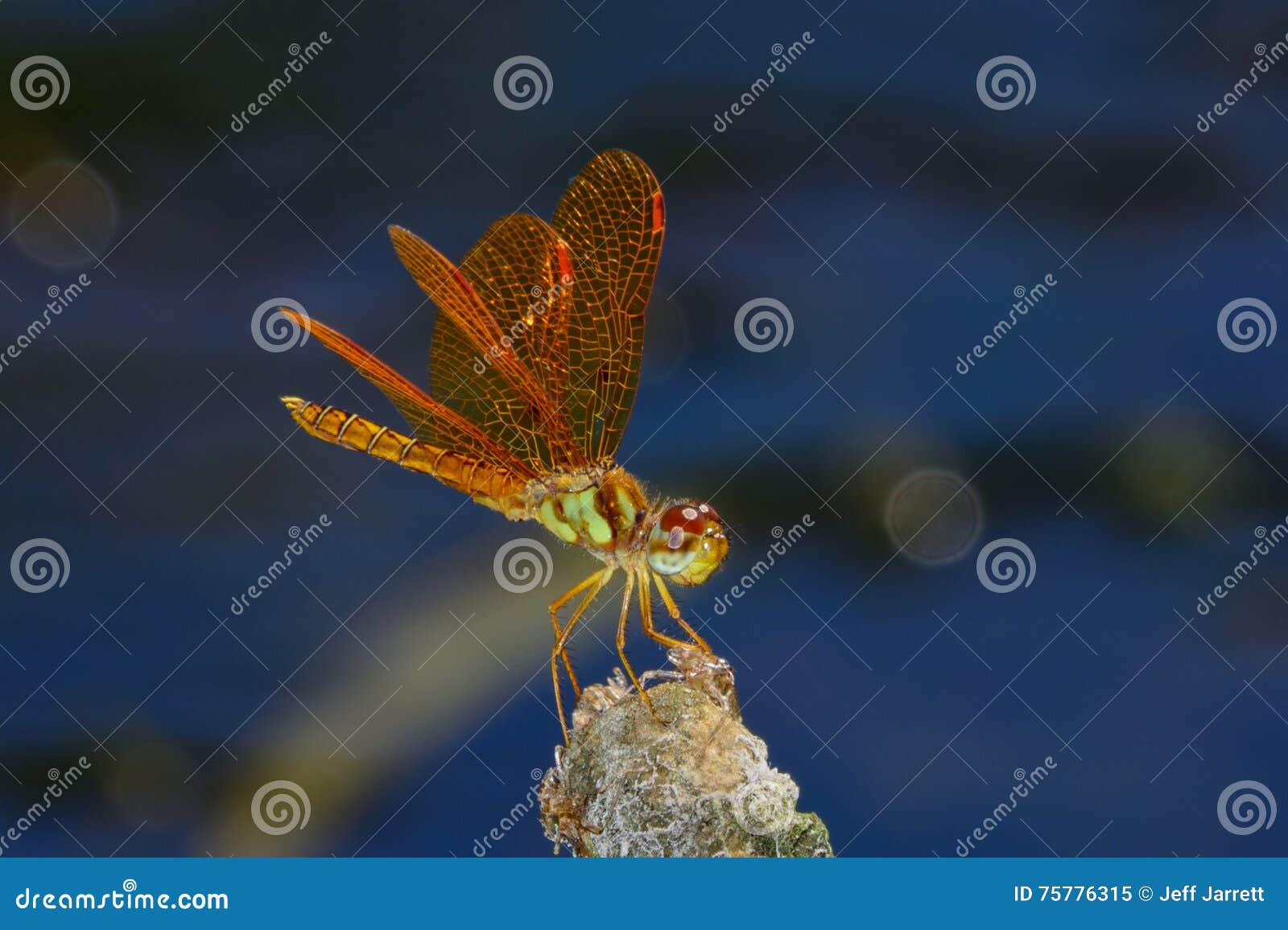 eastern amberwing (perithemis tenera)