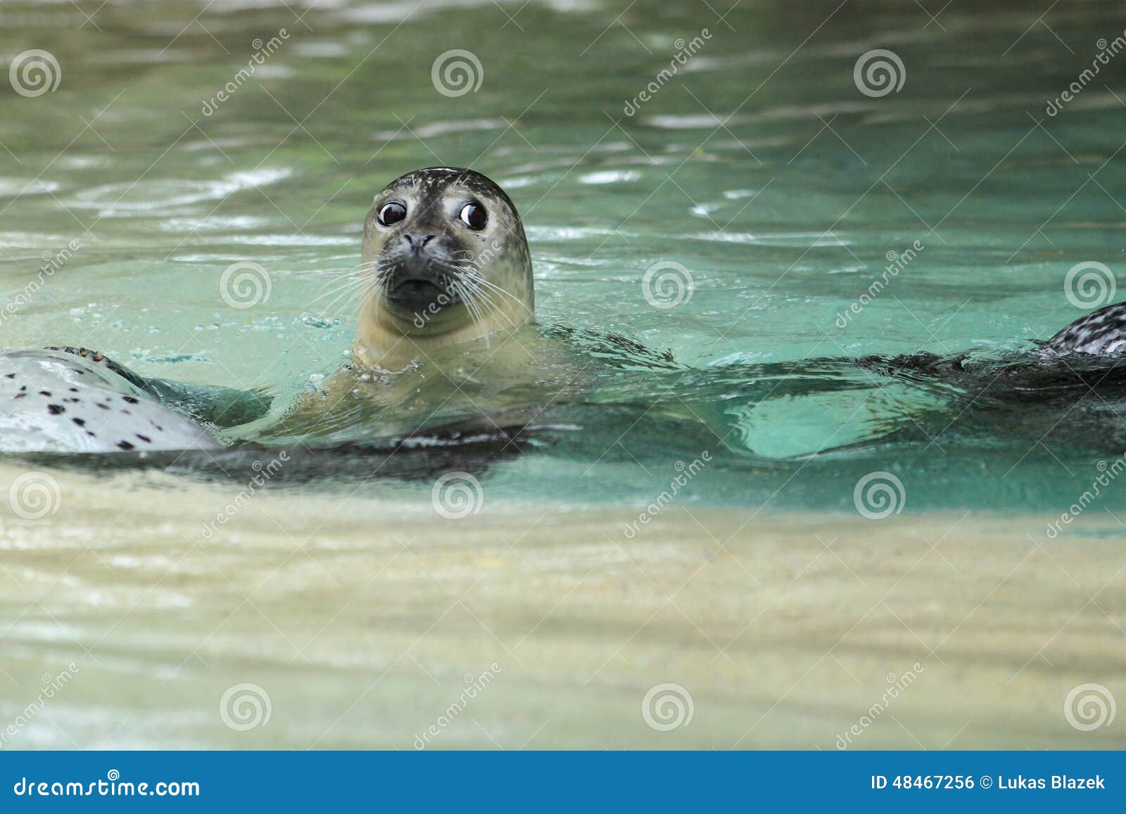 Eastern Atlantic Harbour Seal Stock Photo Image of mammal, harbour