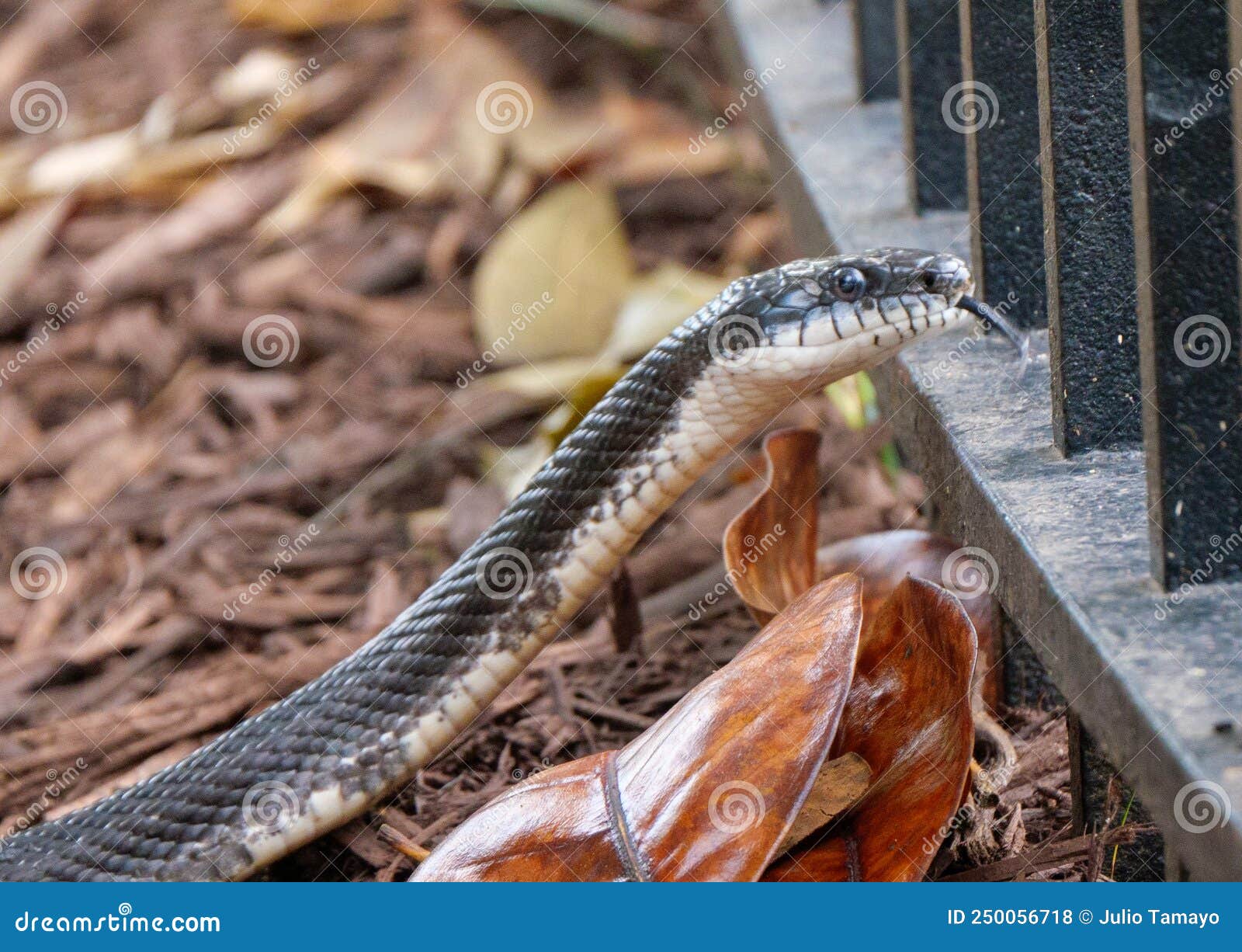 Eastern black rat snake. stock photo. Image of wood 250056718
