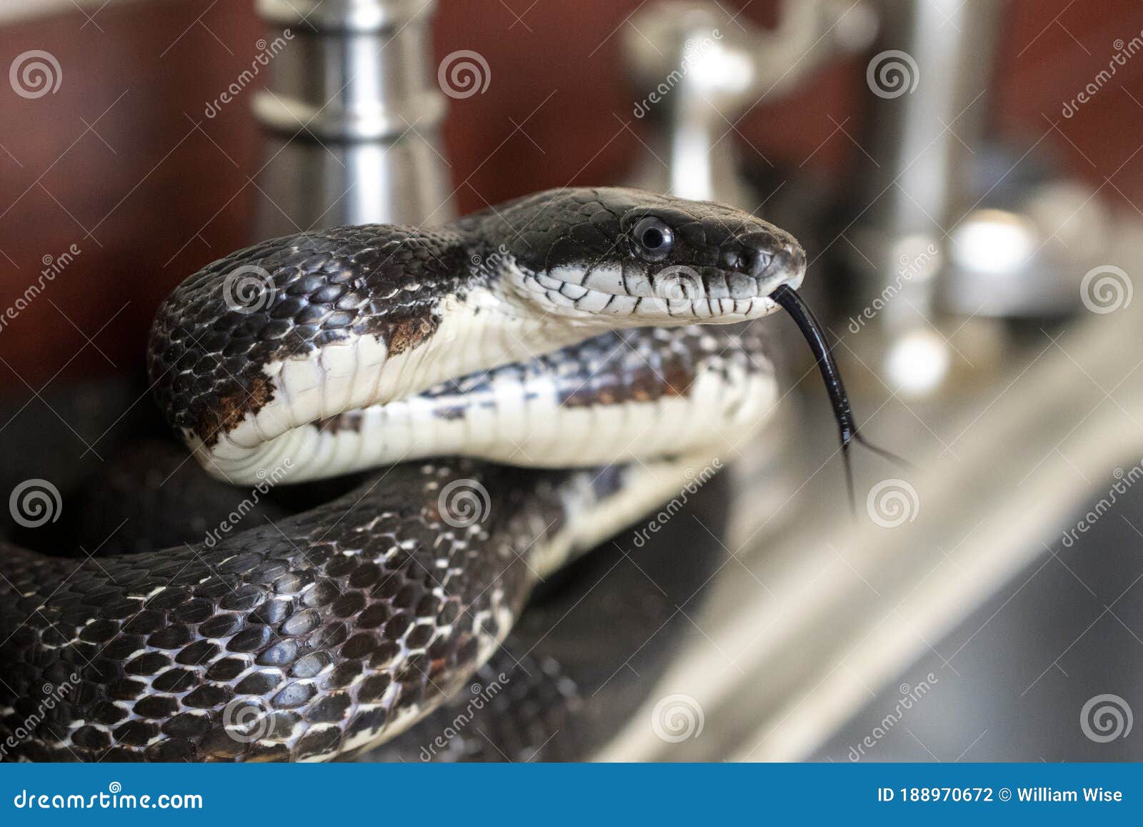 eastern black rat snake flicking forked tongue coiled in kitchen sink inside home