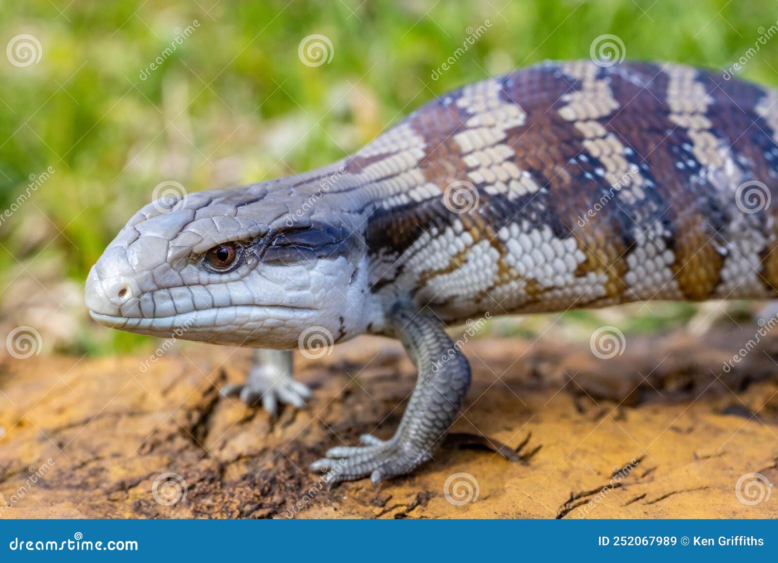 Eastern Bluetongue Lizard stock image. Image of nature 252067989