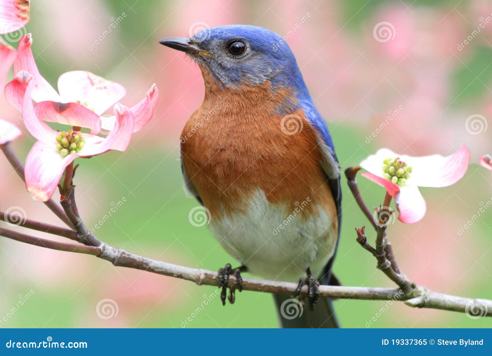 eastern bluebird