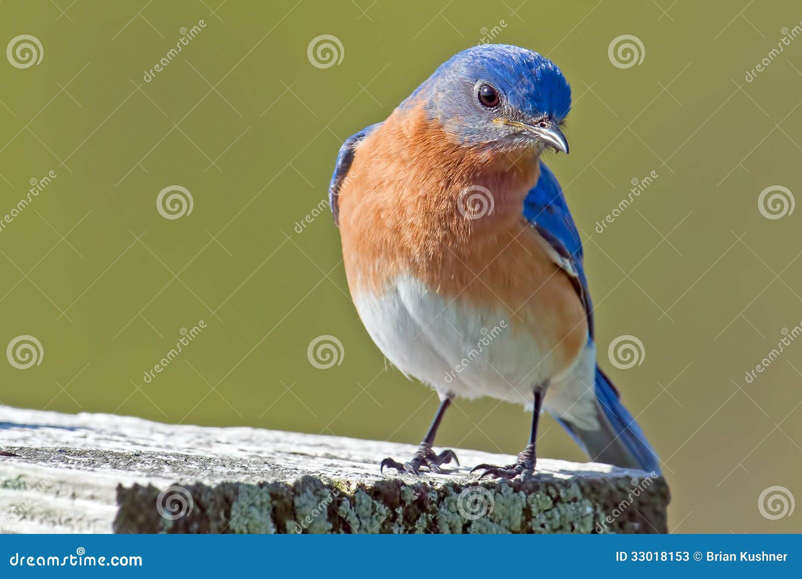 eastern bluebird