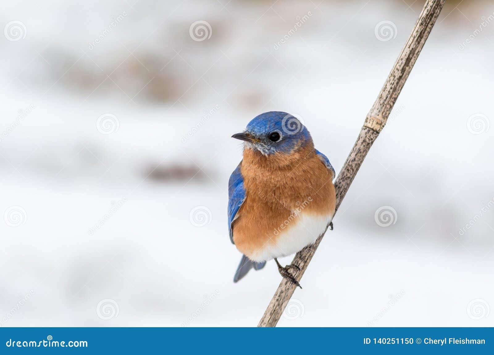 eastern bluebird male perched in february with snow on the ground