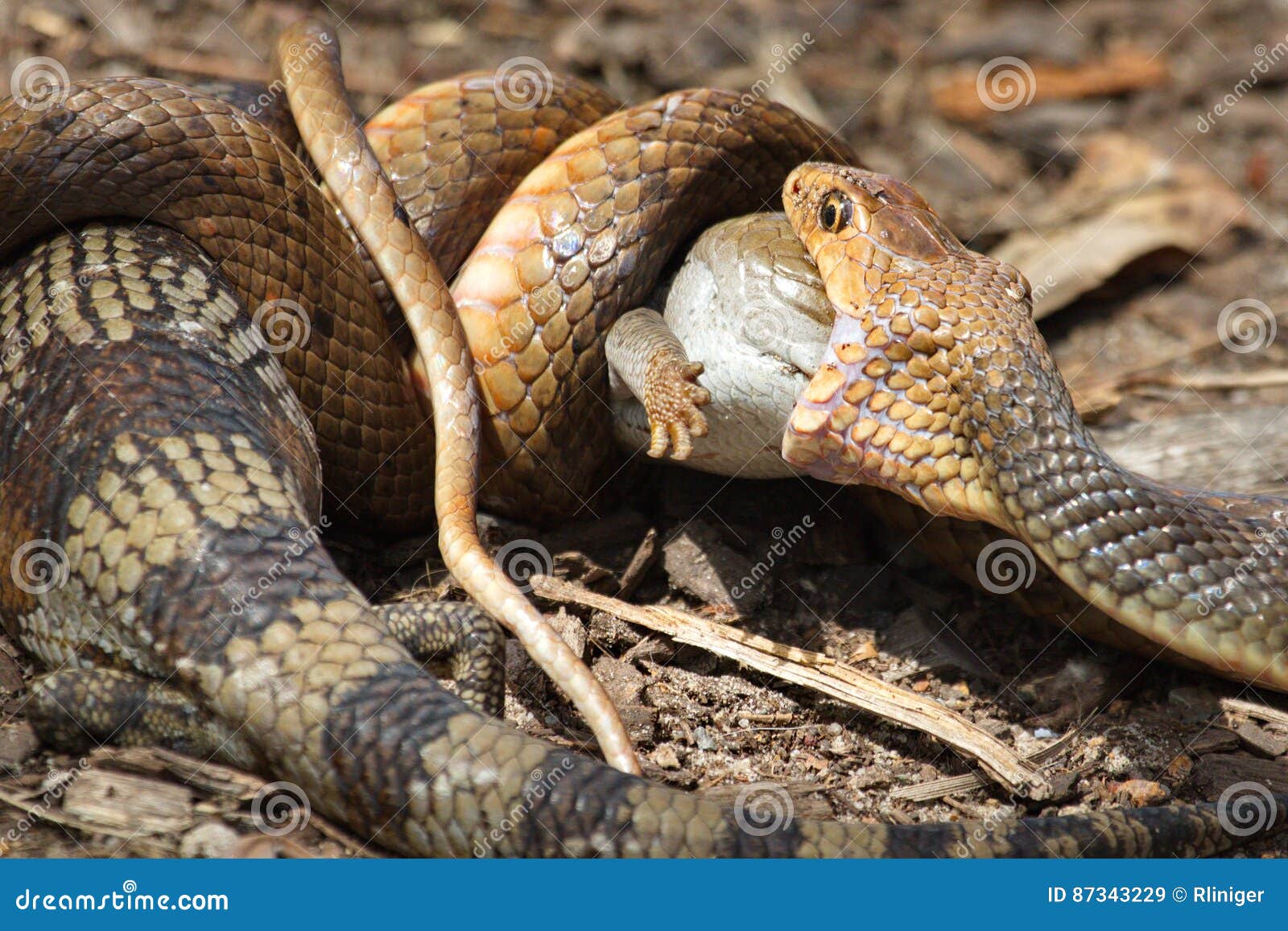 eastern brown snake vs bluetongue lizard