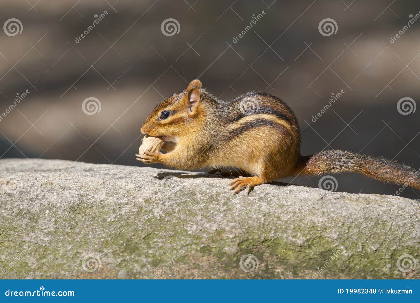 Eastern Chipmunk with a Nut. Stock Photo Image of striatus, food