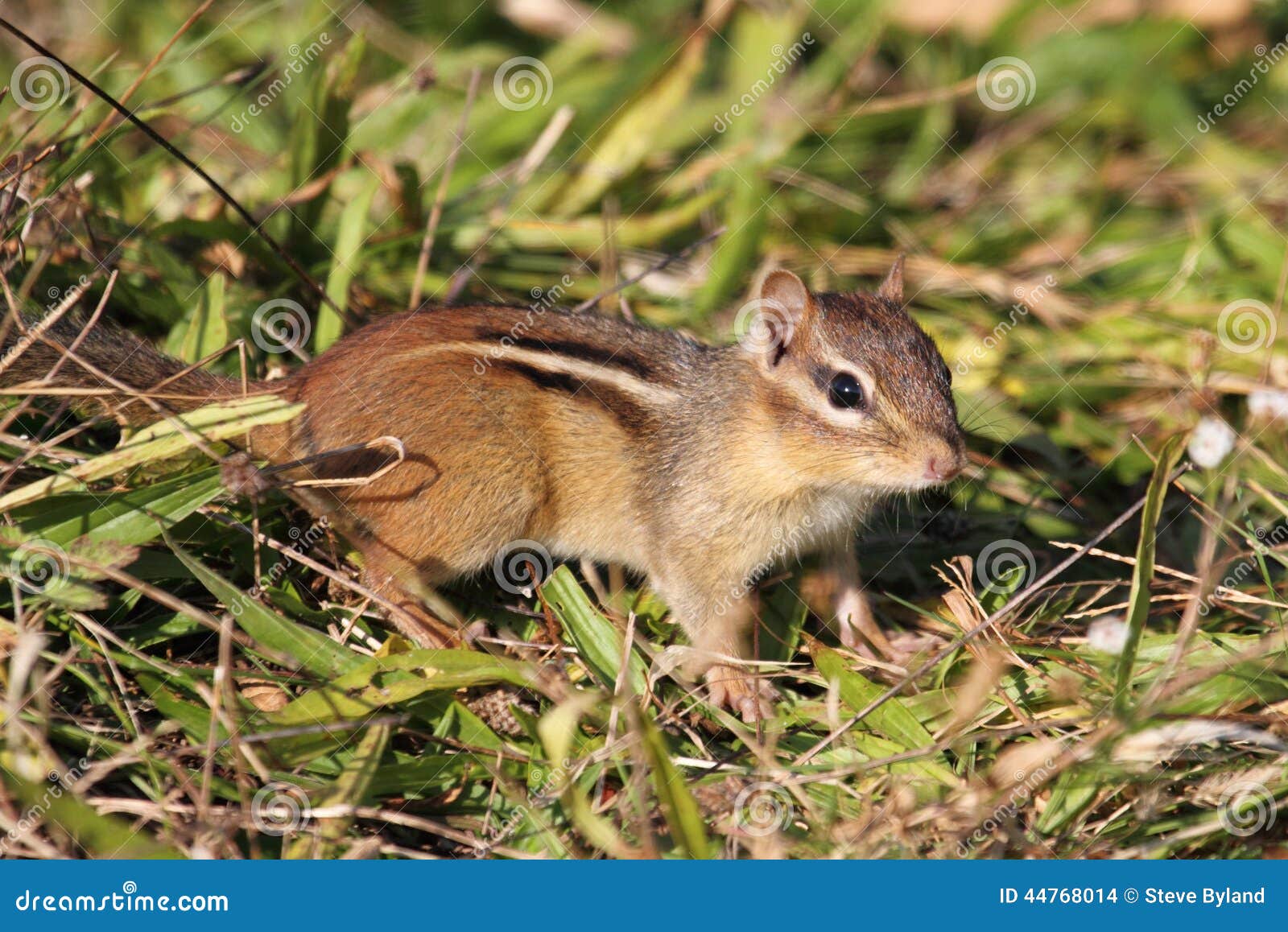 eastern chipmunk (tamias striatus)