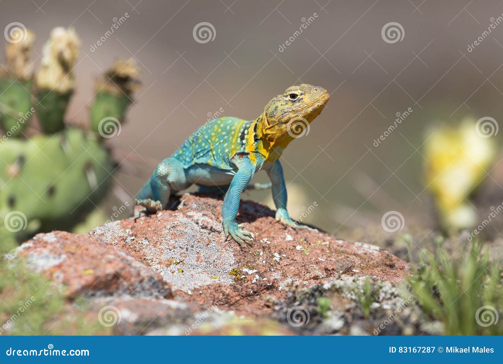 eastern collared lizard with cactus