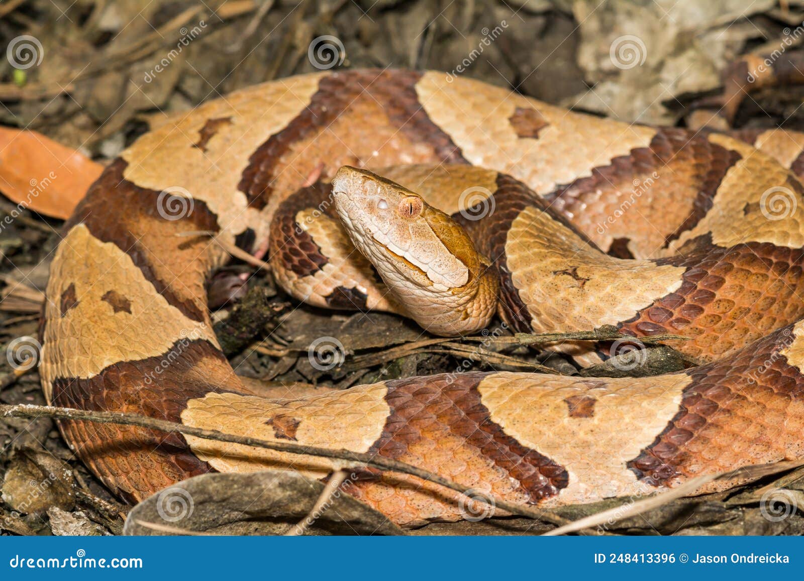 eastern copperhead snake in north carolina - agkistrodon contortrix