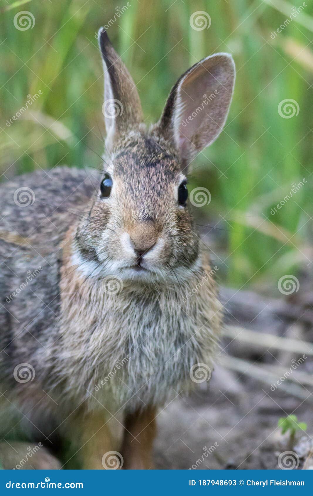 eastern cottontail rabbit closeup in soft morning light