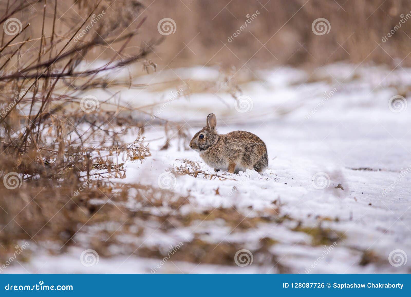 eastern cottontail rabbit in snow