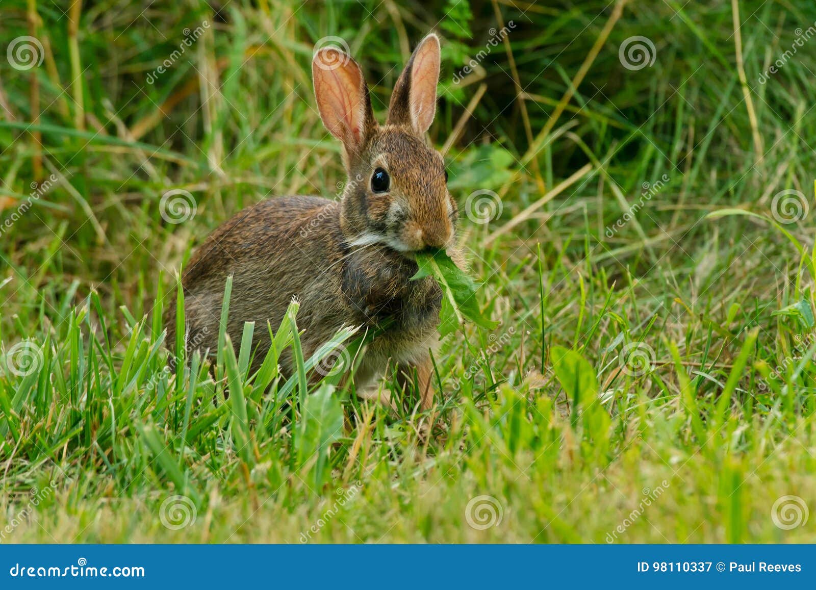 Eastern Cottontail Sylvilagus Floridanus Stock Image Image of