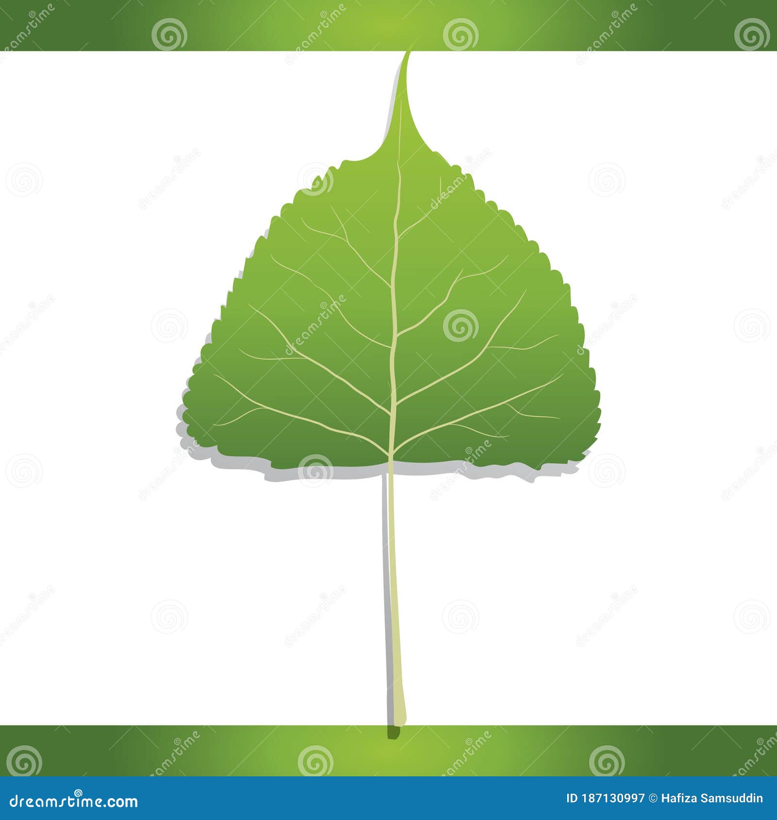 Eastern Cottonwood Leaf. Vector Illustration Decorative Design Stock