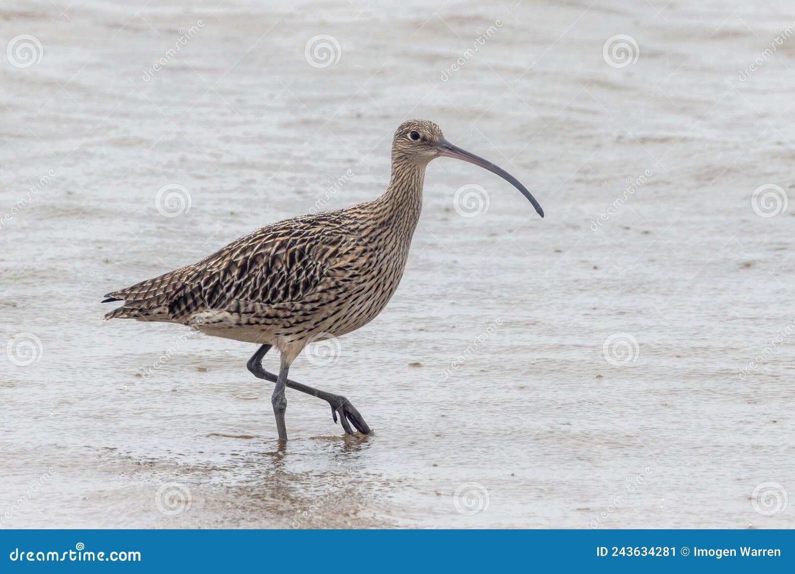 Eastern curlew australia