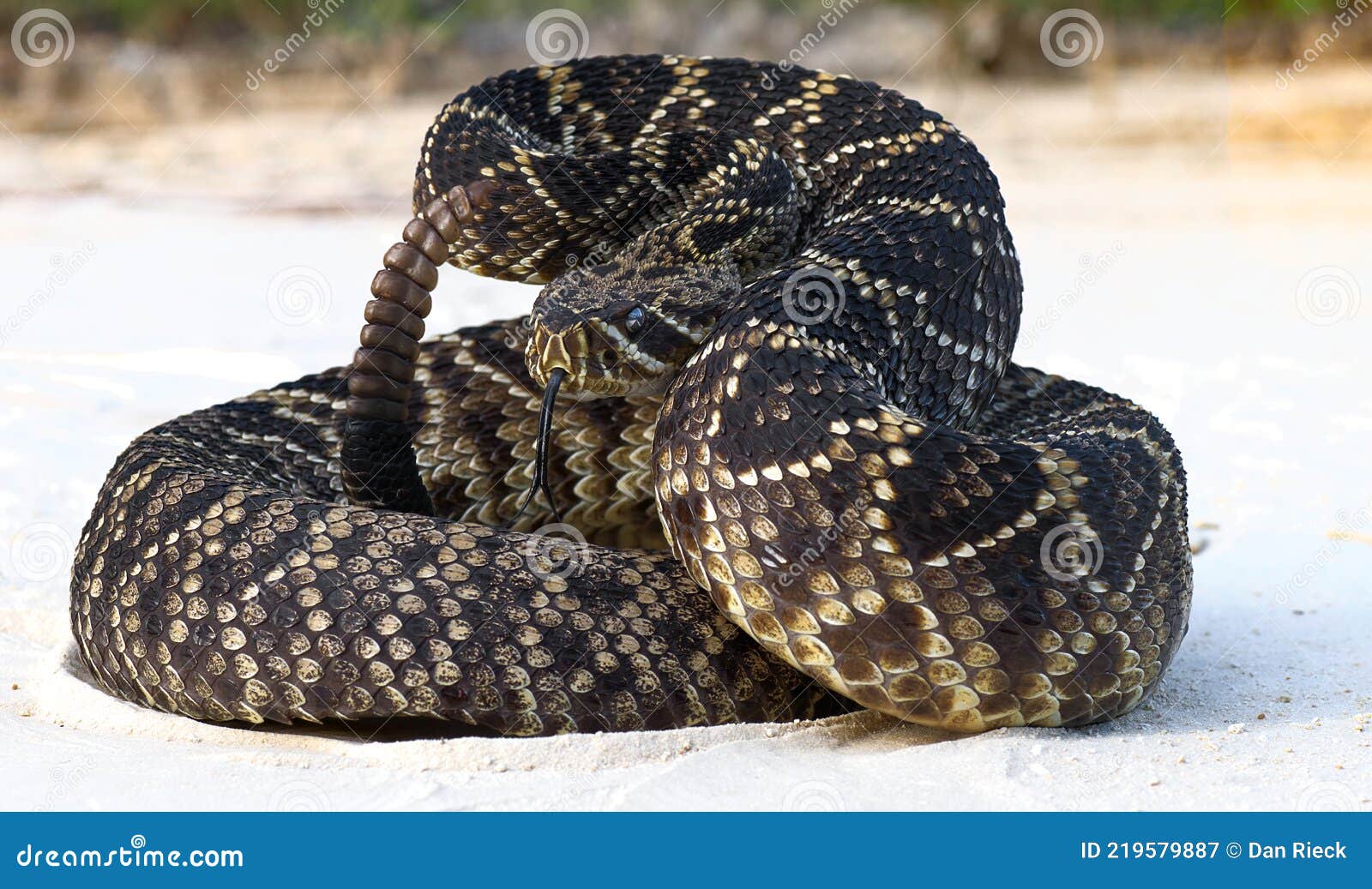 eastern diamond back rattlesnake crotalus adamanteus coiled in defensive strike pose with tongue out