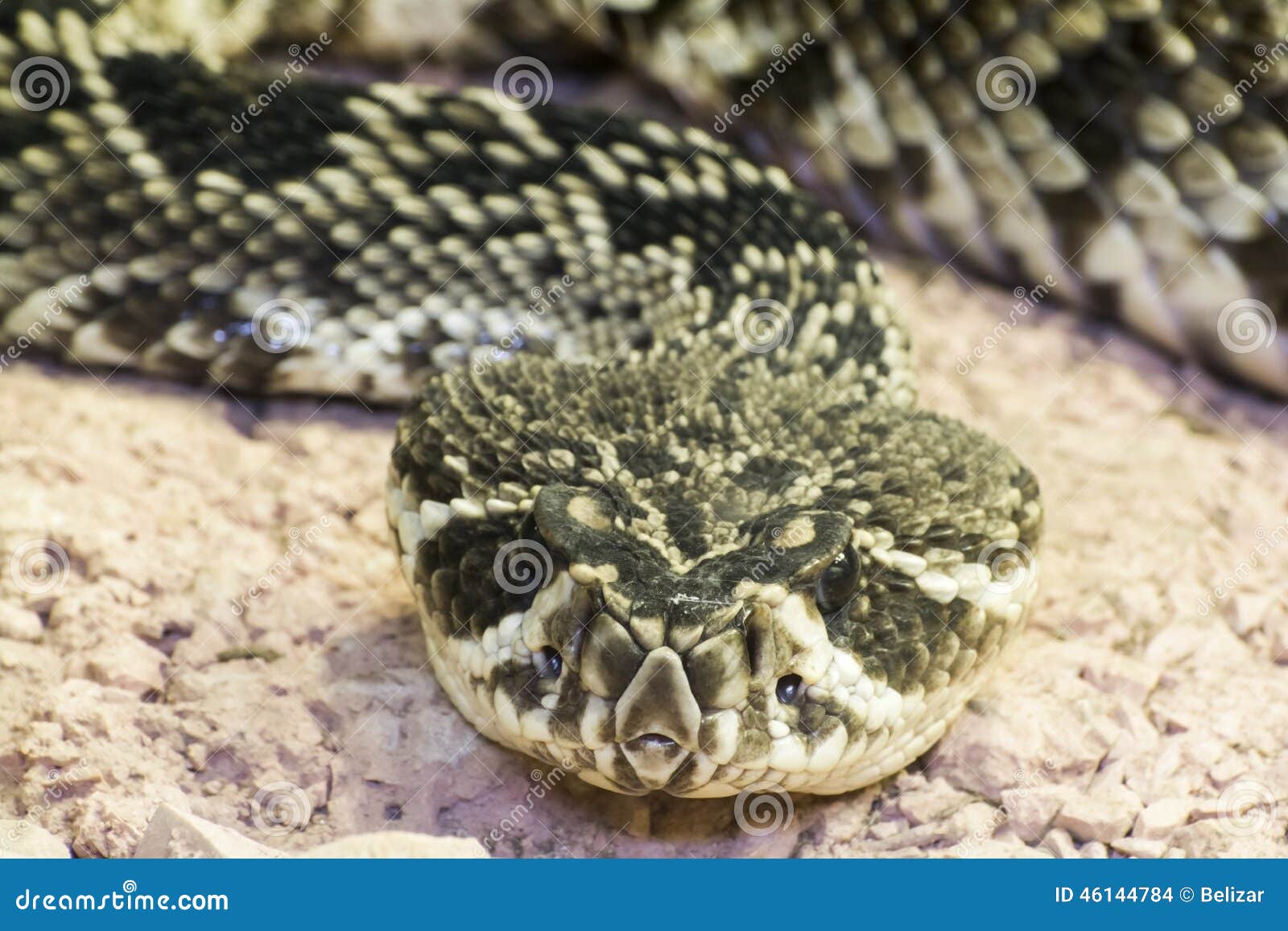 eastern diamondback rattlesnake (crotalus adamanteus)