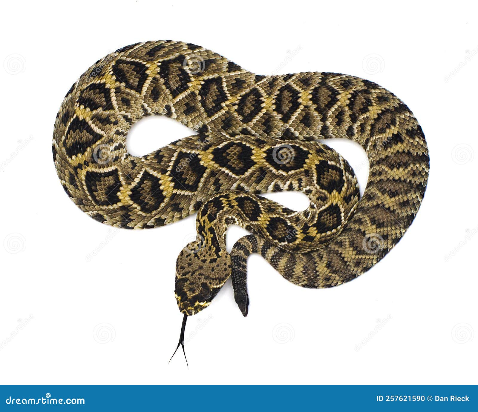 eastern diamondback rattlesnake - crotalus adamanteus  on white background dorsal view from above. neonate to a few weeks