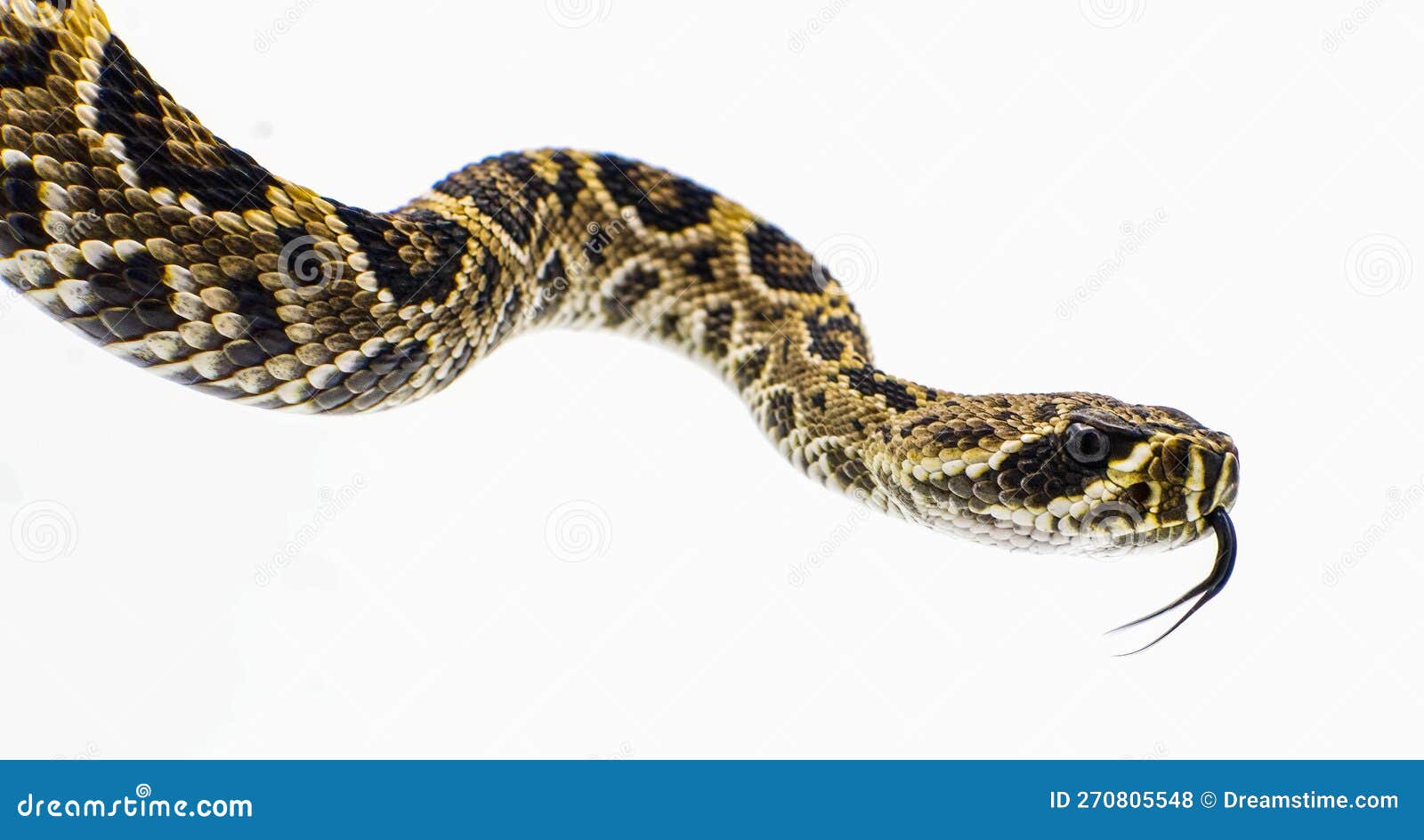 eastern diamondback rattlesnake - crotalus adamanteus  on white background side profile view of head with tongue out