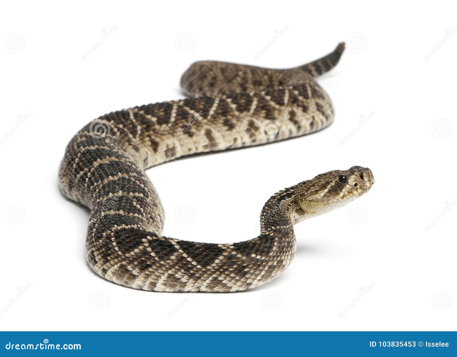 eastern diamondback rattlesnake - crotalus adamanteus , poisonous, white background