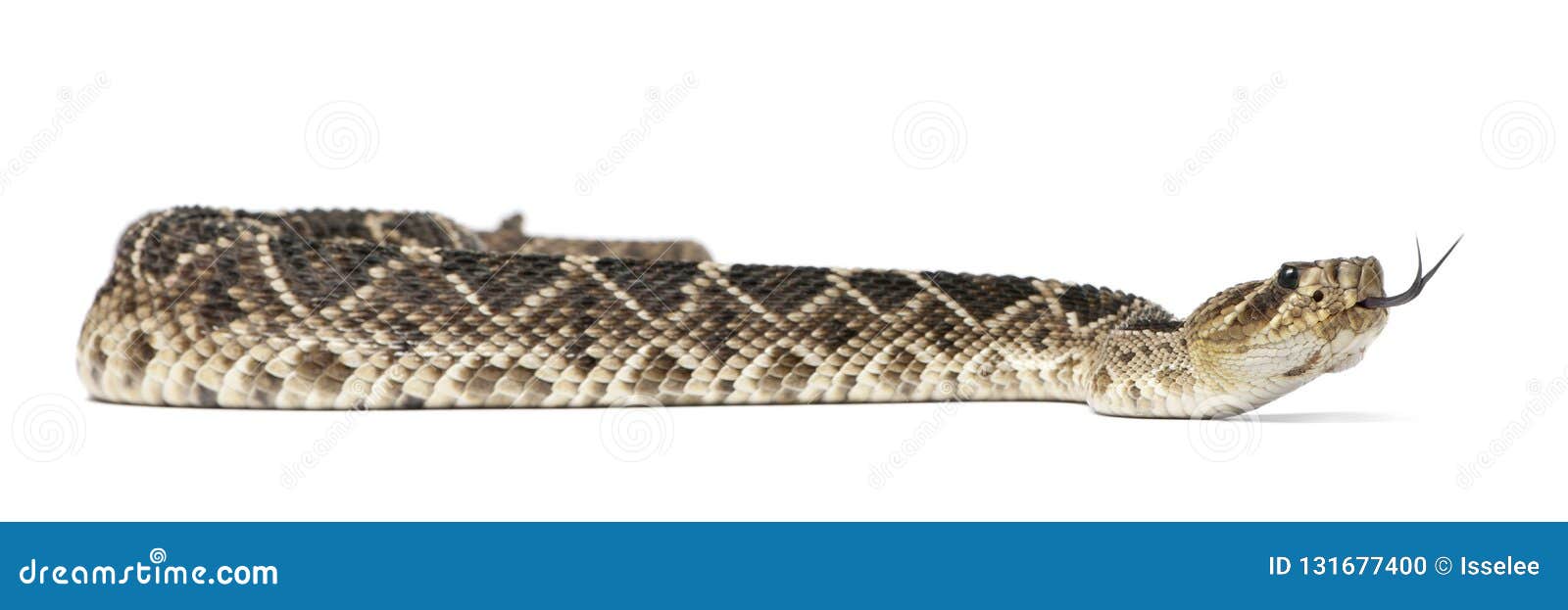 eastern diamondback rattlesnake - crotalus adamanteus , poisonous