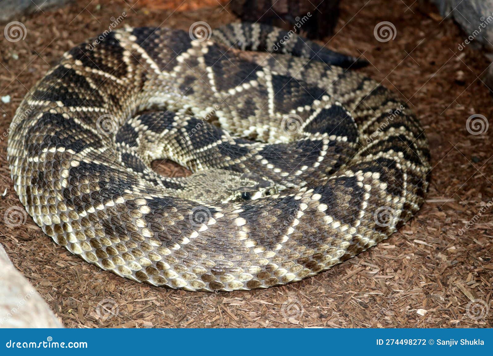 eastern diamondback rattlesnake (crotalus adamanteus) in a zoo : (pix sanjiv shukla)