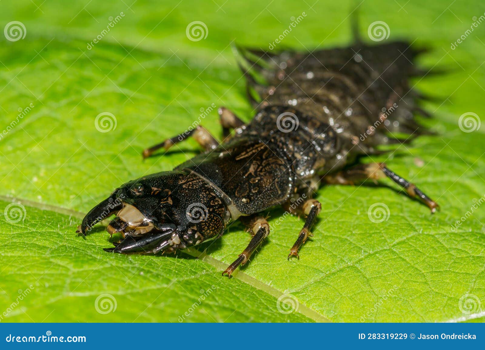 Eastern Dobsonfly Hellgrammite - Corydalus Cornuttus Stock Image - Image of  aquatic, isolated: 283319229