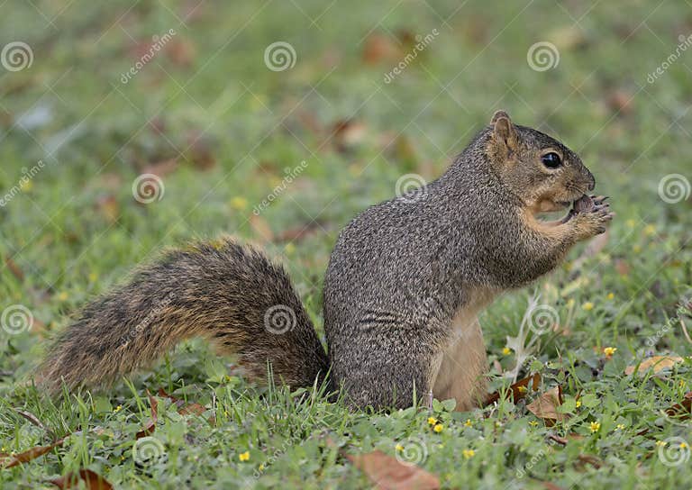 Eastern Fox Squirrel, Binomial Name Sciurus Niger, Eating a Nut in the