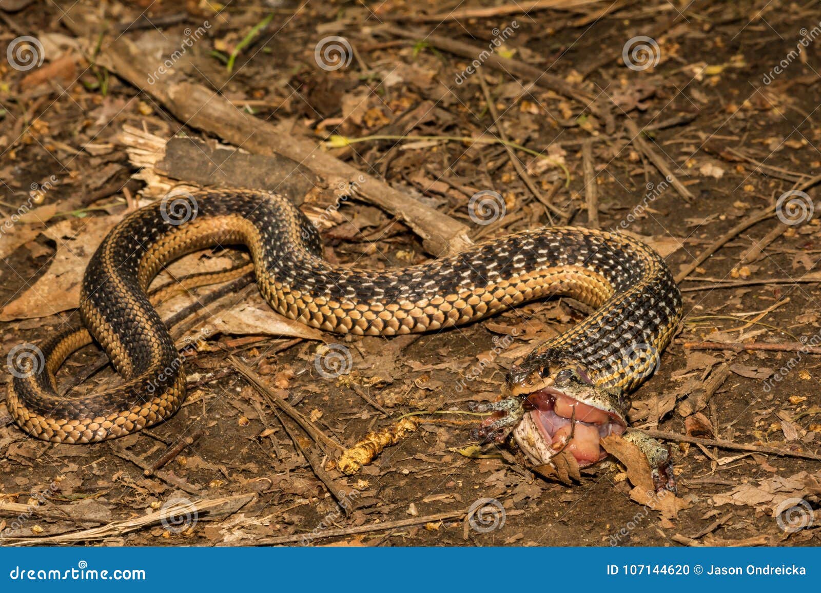 An Eastern Garter Snake Eating Stock Photo Image Of Garter