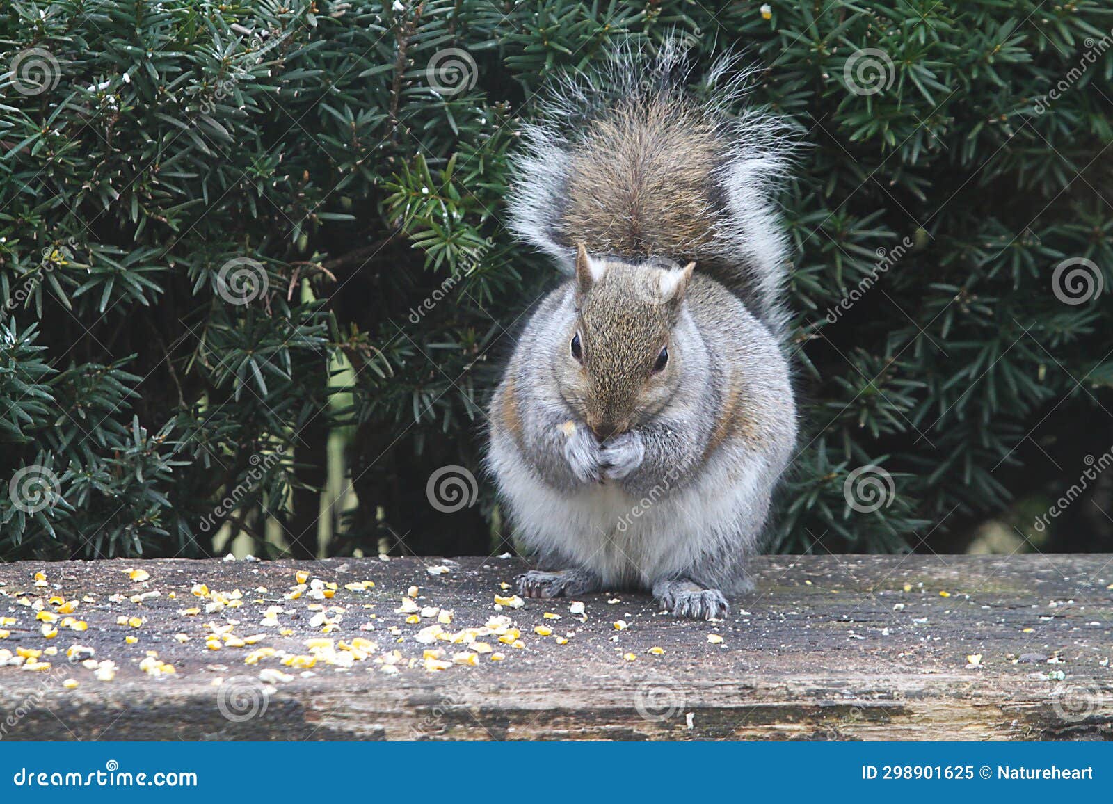 Eastern Gray Squirrel Eating Cracked Corn 5 Sciurus Carolinensis