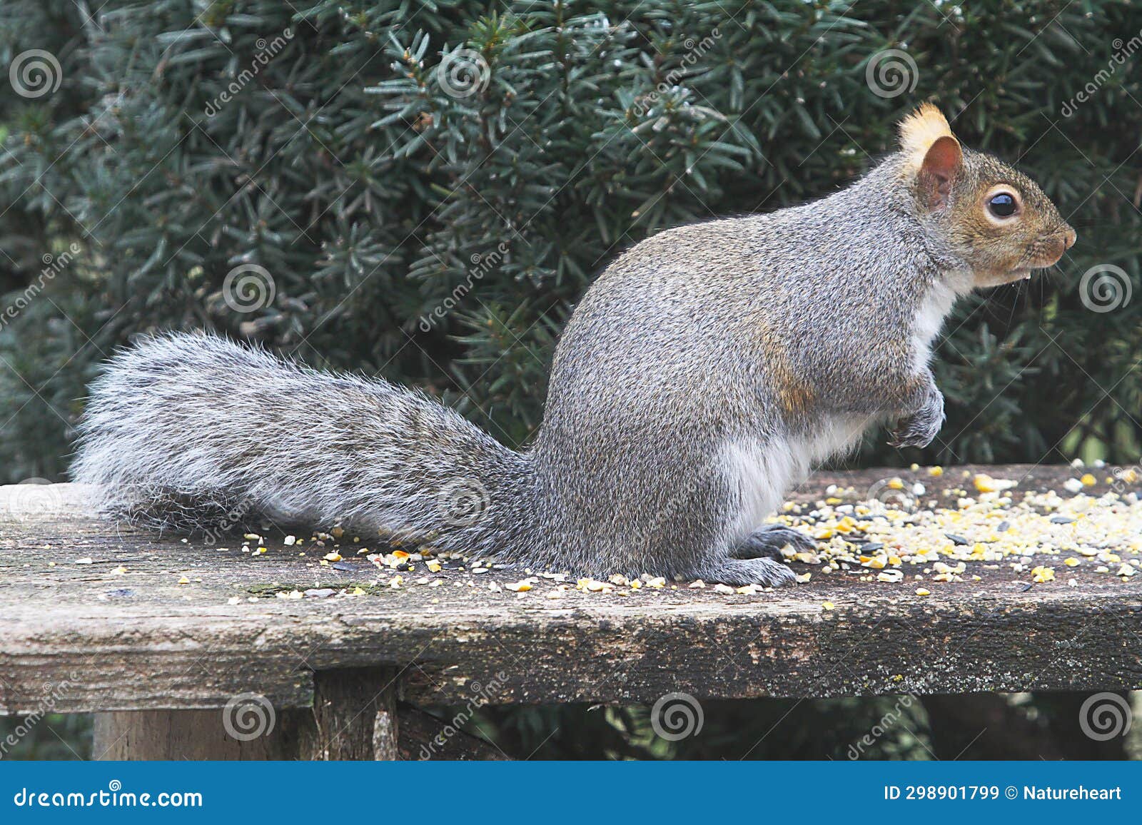 Eastern Gray Squirrel Eating Cracked Corn 4 Sciurus Carolinensis