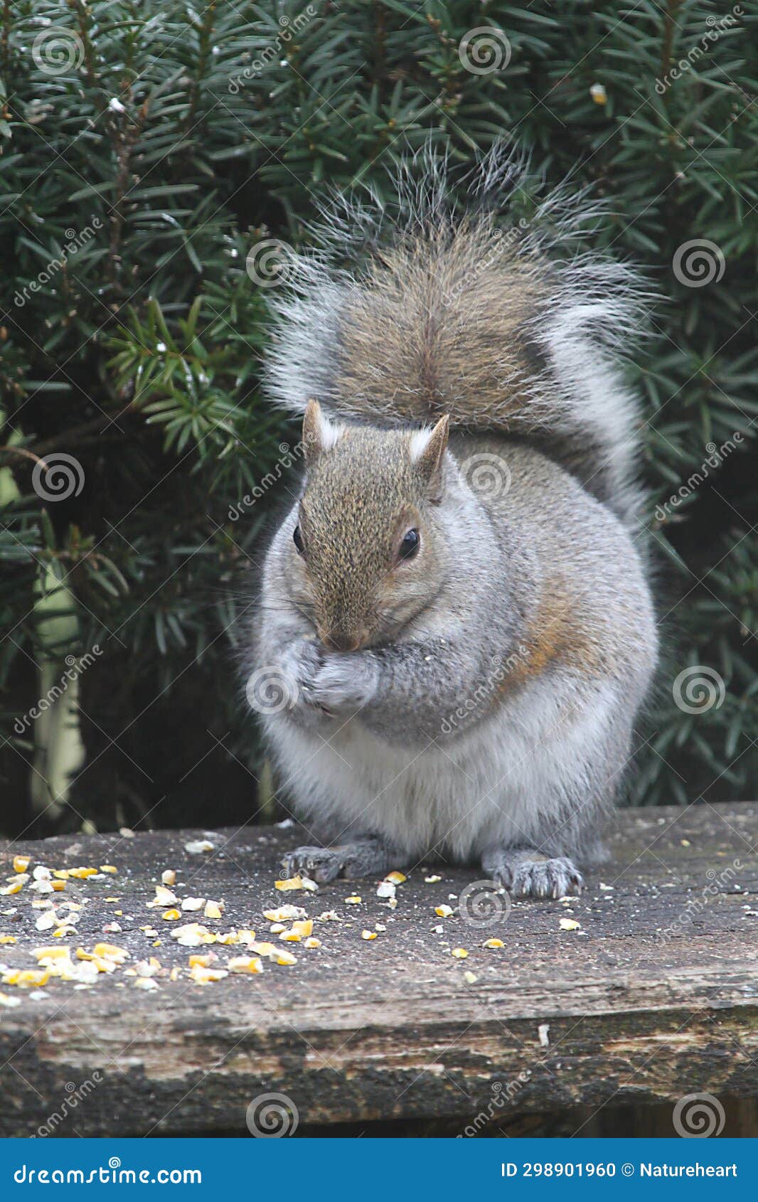 Eastern Gray Squirrel Eating Cracked Corn Sciurus Carolinensis Stock
