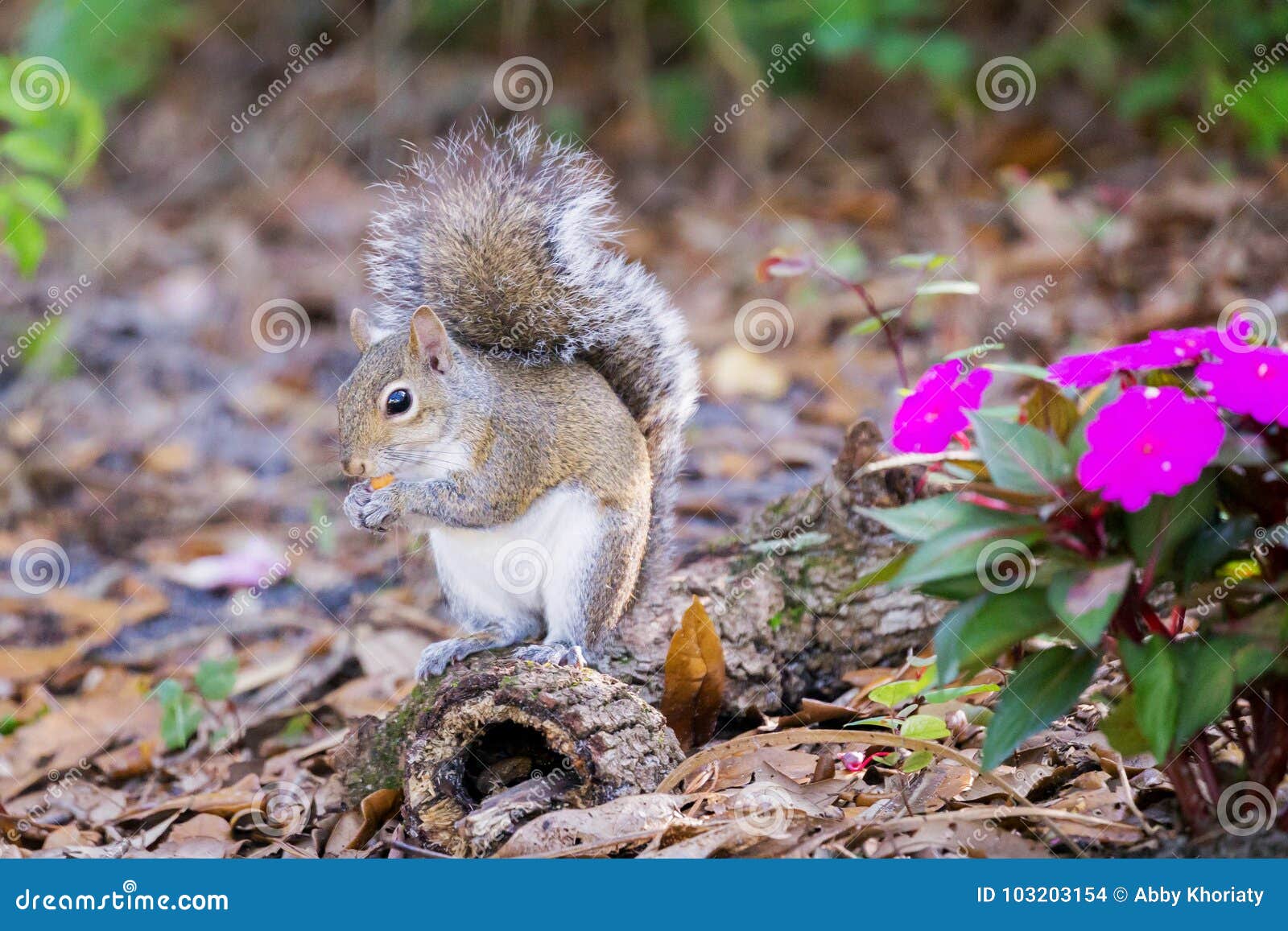 Eastern Gray Squirrel Has a Snack Stock Photo Image of nature, eastern 103203154