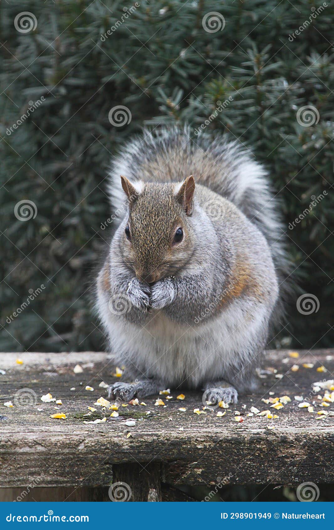 Eastern Gray Squirrel Eating Cracked Corn 2 Sciurus Carolinensis