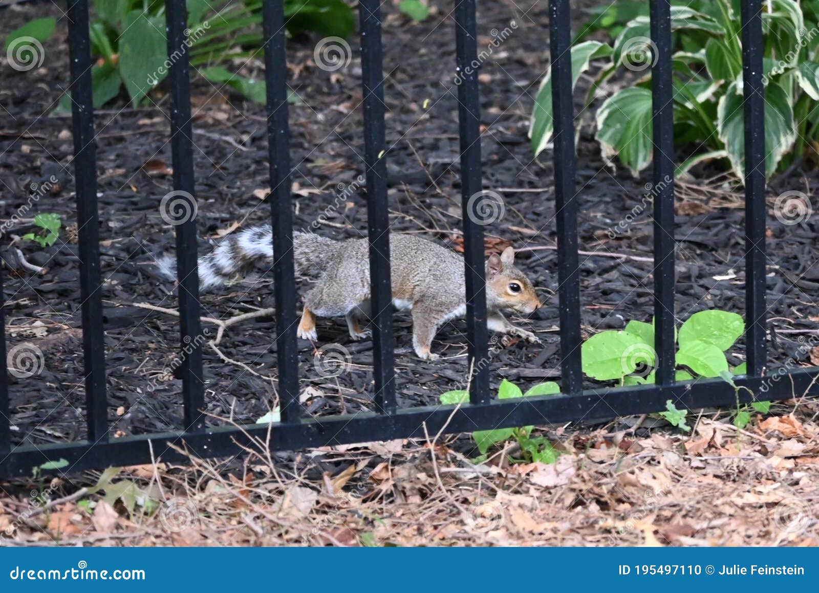 Eastern Gray Squirrel with Striped Tail Stock Photo Image of cute