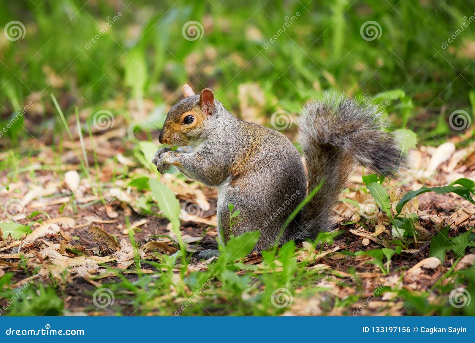 Eastern Gray Tree Squirrel Eating Leaf Stock Photo Image of body