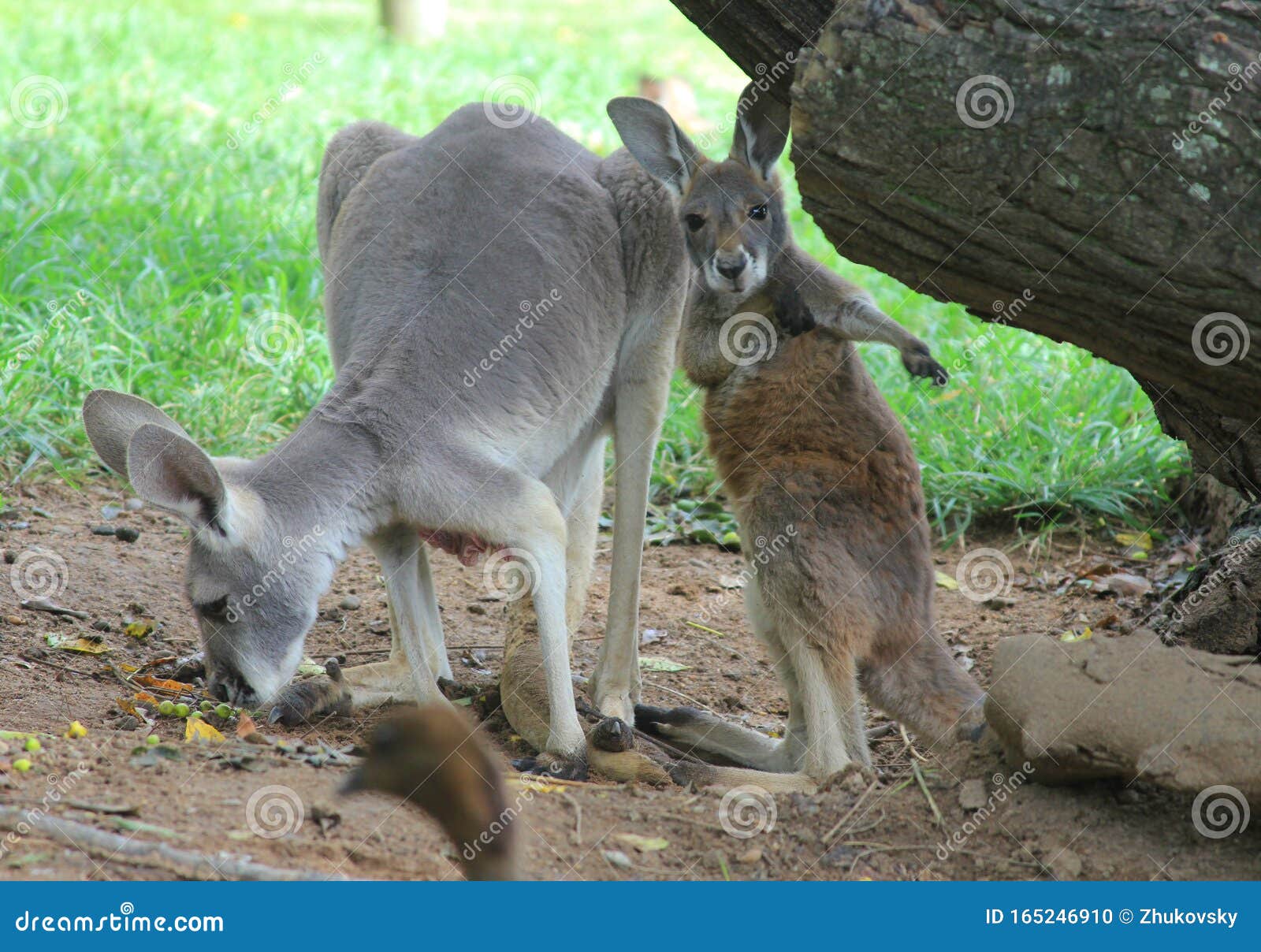 Eastern Grey Kangaroo with Baby Stock Photo - Image of brown, baby:  165246910