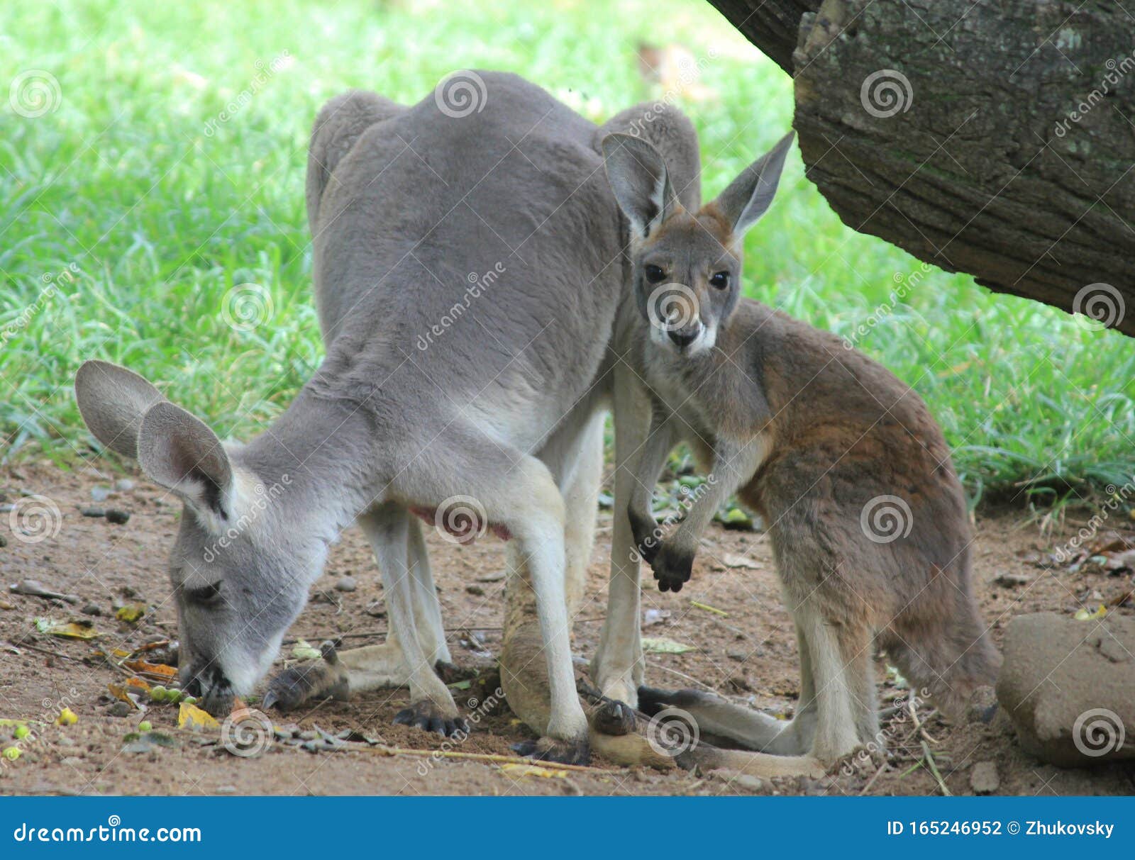 Eastern Grey Kangaroo with Baby Stock Photo - Image of brown, green: 165246952 Eastern Grey Kangaroo with Baby Stock Photo - Image of brown, green: 165246952