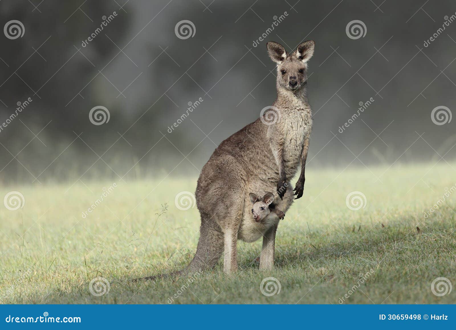 eastern grey kangaroo with joey