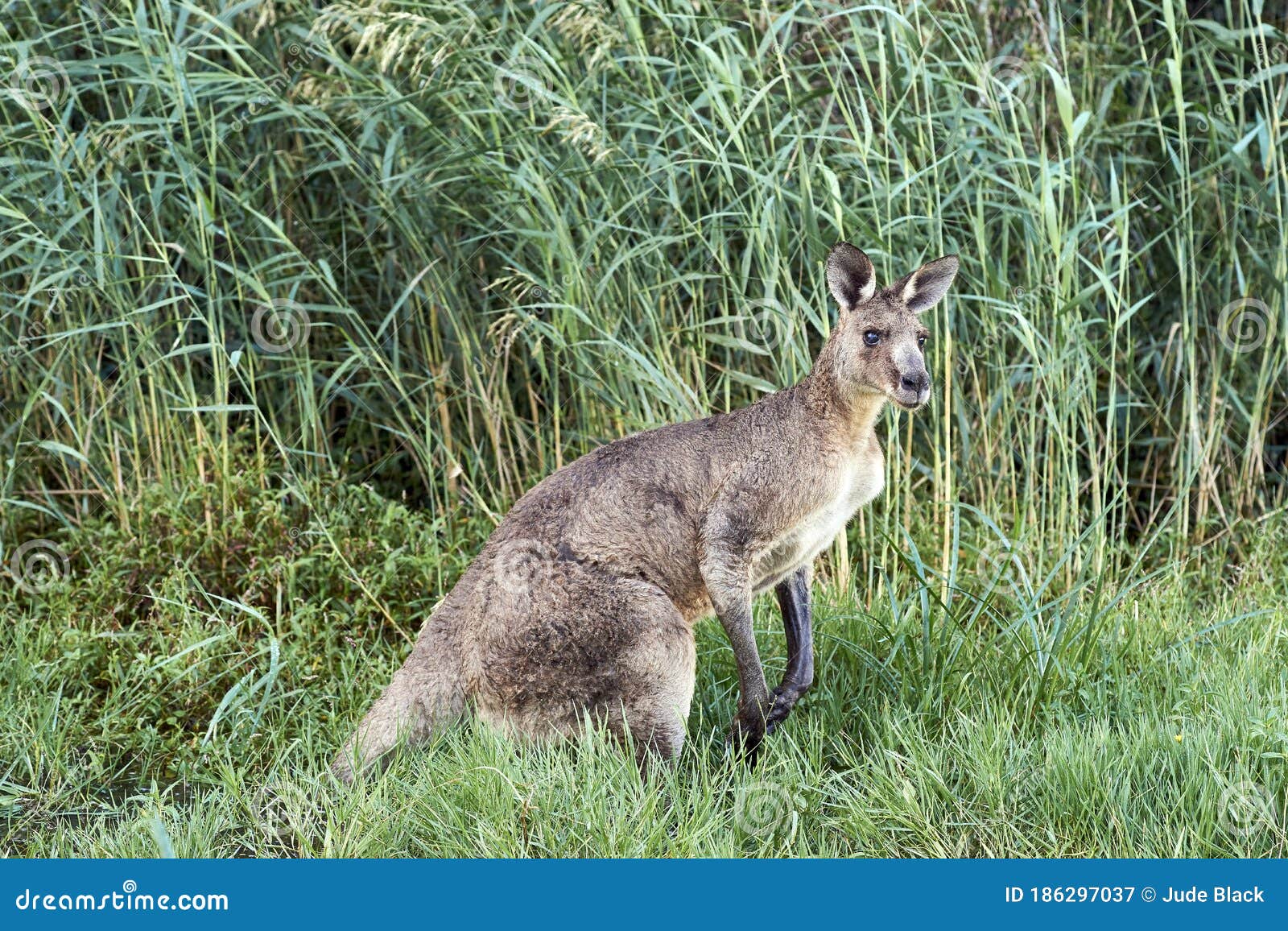 eastern grey kangaroo - (macropus giganteus)