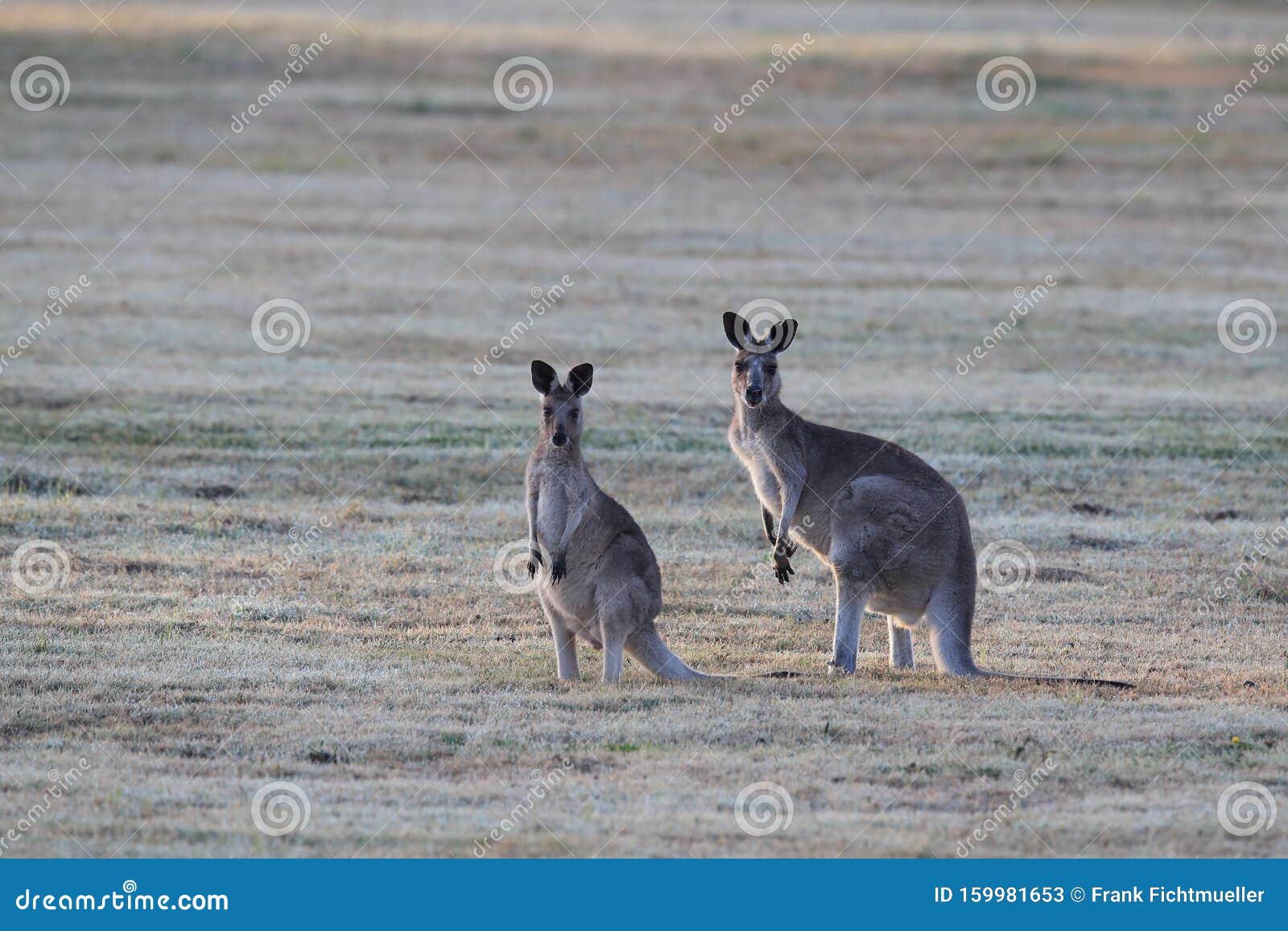 eastern grey kangaroo (macropus giganteus) in the morning at the food intake ,queensland ,australia