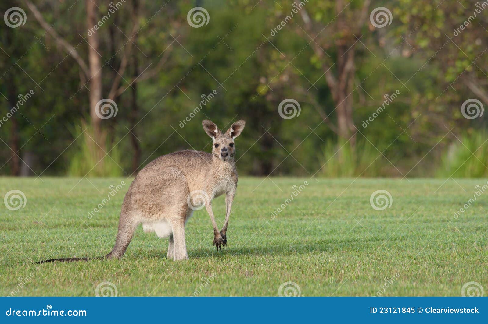 Eastern grey kangaroos stock image. Image of habitat 23121845