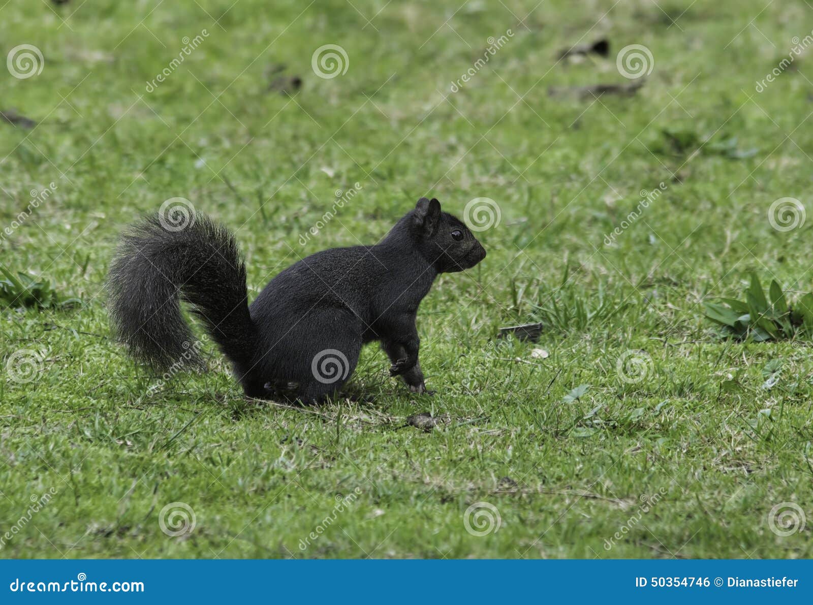 eastern grey squirrel with melanism