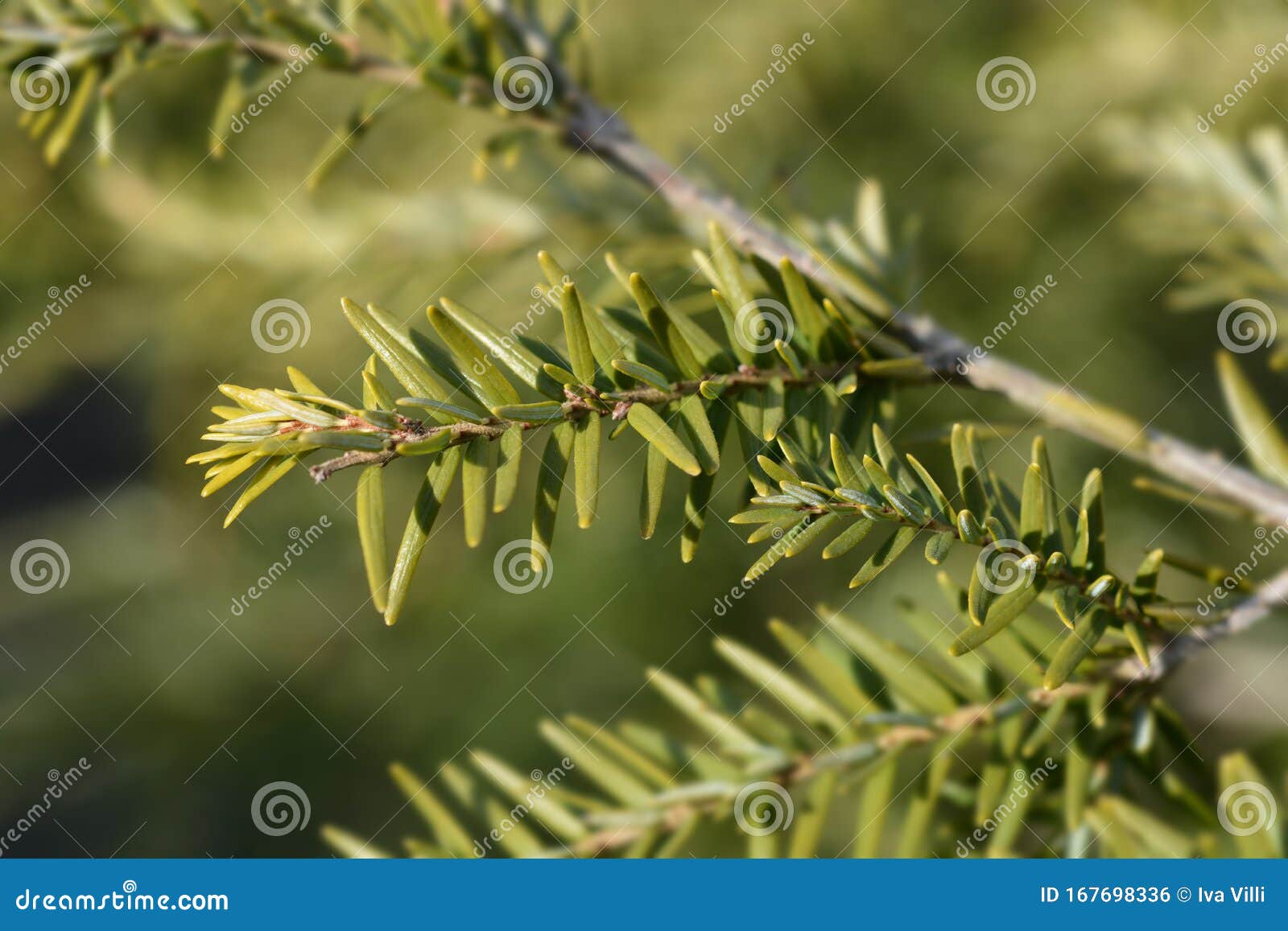 Eastern hemlock stock photo. Image of nature, outdoors 167698336