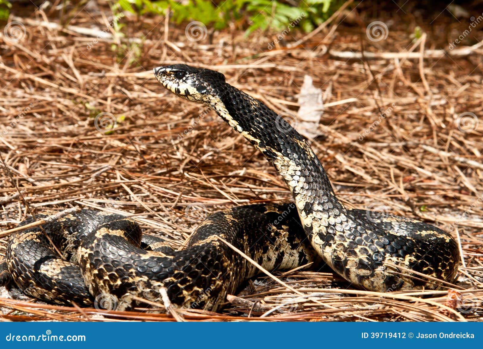 An Eastern Hognose Snake Stock Photo by ©Ondreicka1010 149617402