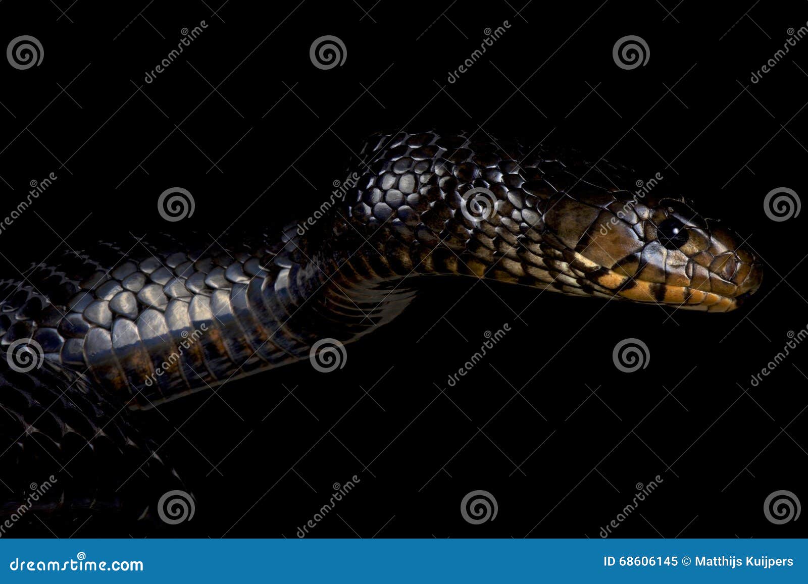 eastern indigo snake (drymarchon couperi)