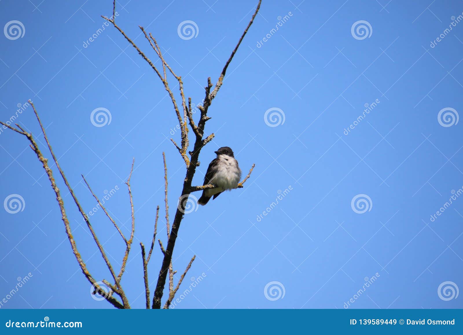 An Eastern Kingbird Perched on a Branch Stock Image Image of perched